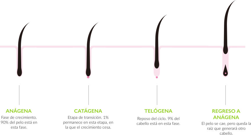 Ciclo crecimiento