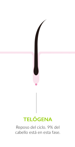 Telogena